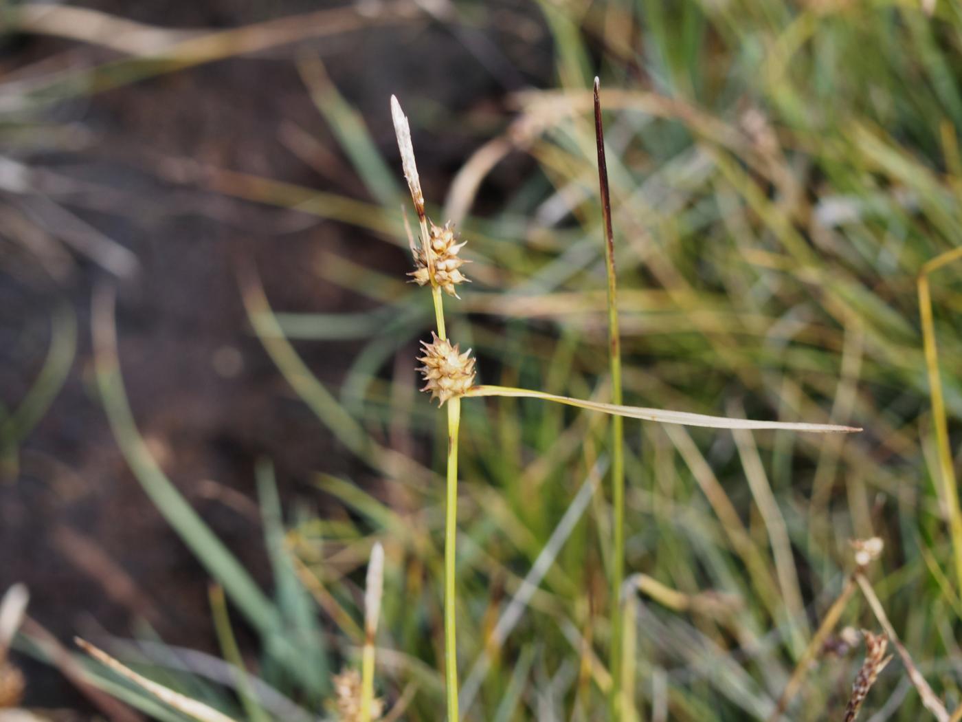 Sedge, Large Yellow plant